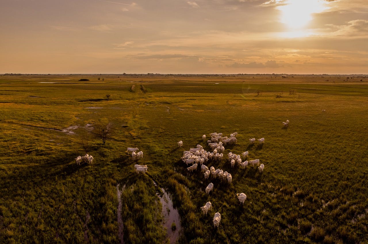 Herd Health Protocol Consultations