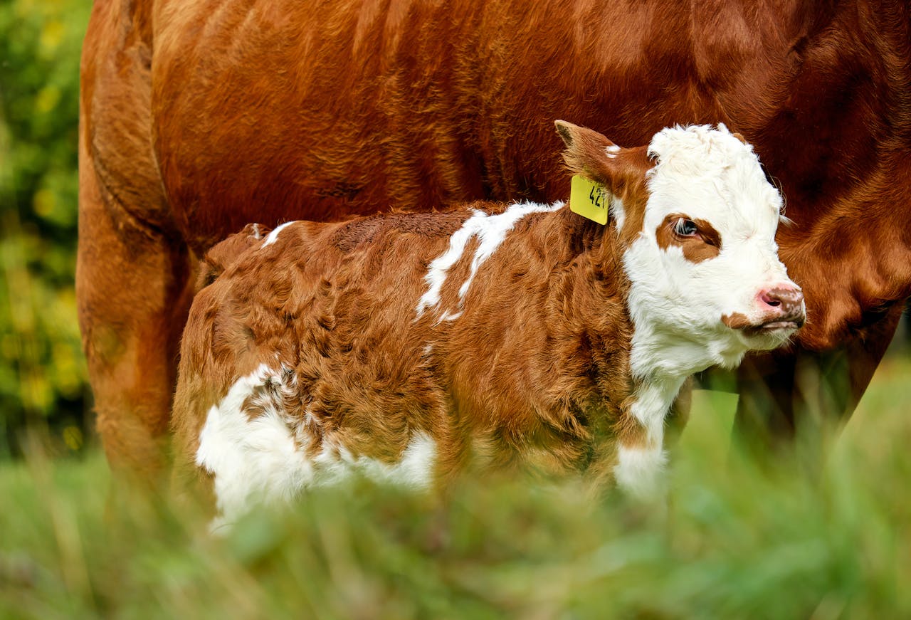 Scouring Calf Treatment